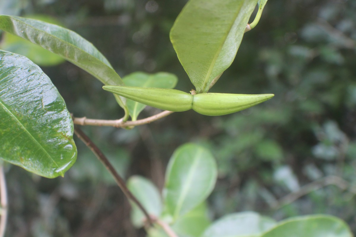 Cryptolepis buchananii R.Br. ex Roem. & Schult.